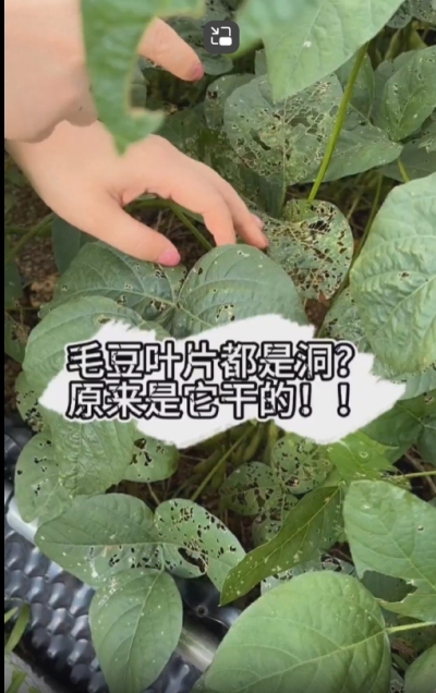 毛豆叶片都是洞，原来不是青虫吃的？