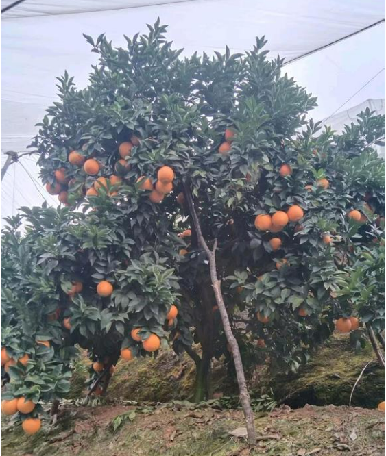 江西赣州寻乌的脐橙🍊、蜜橘🍊，咱家的赣南脐橙和寻乌蜜橘都是爸妈在自家果园防虫网棚