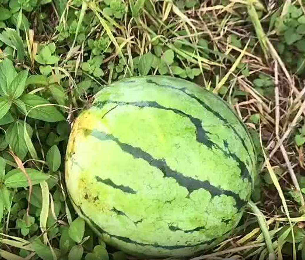 湖北精品大棚种植的无籽美都已成熟，果实不仅耐运输，而且糖分高，可代发全国。