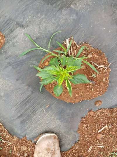 下雨过后的辣椒疾病