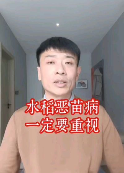 水稻恶苗病发生原因及预防！