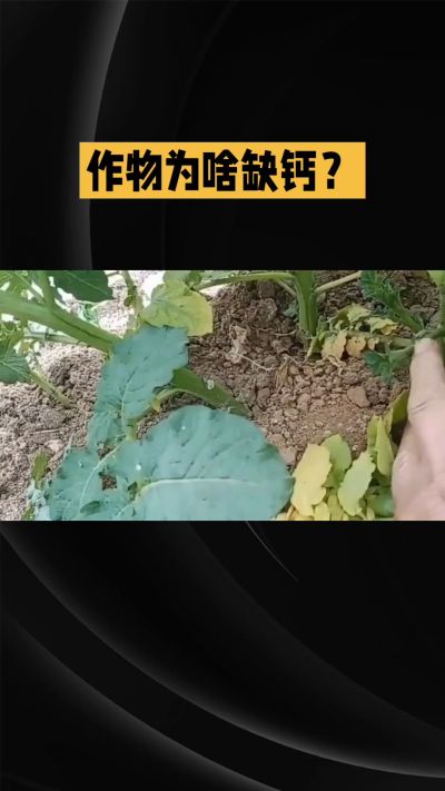 地里明明不缺钙，为啥农作物还会缺钙？