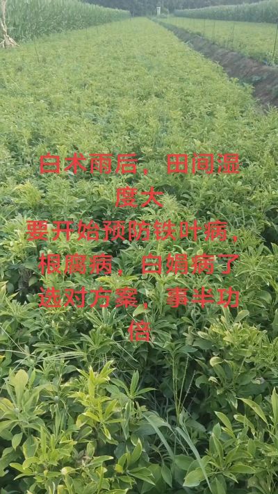 雨期过后白术病害要防治了
预防铁叶病，白娟病
现在也进入了膨大期
可以打膨大的
