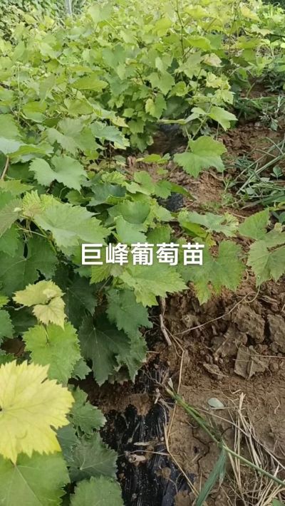 巨峰葡萄苗。一年扦插苗。需要联系。苗圃基地直销！需要联系18534302961