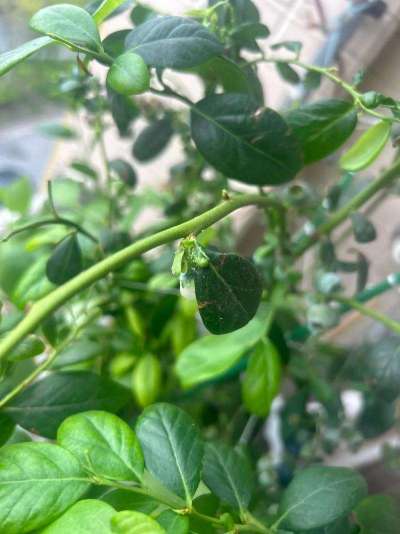 蓝莓白粉虱：从识别到防治的全指南