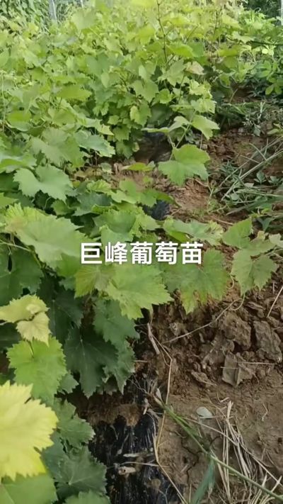 巨峰葡萄苗，优质种苗，一年扦插苗，需要联系18534302961