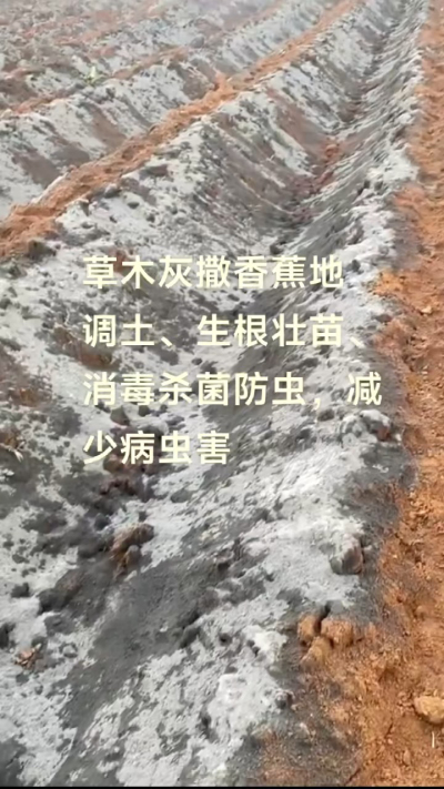 [太阳]纯植物草木灰源头厂家，草木灰广泛适用于各类农作物，是性价比很高的有机肥
