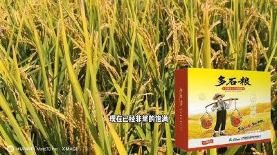 多石粮-谷物小分子有机酸，田间表现。
剑叶挺拔，灌浆饱，千粒重，上粮快。