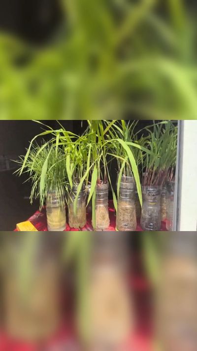 微生物菌剂，出厂前每克添加5亿微生物。最新实验生根育苗，保证不烧苗，促进毛细根增长，抑制病虫害，疏松土壤，保水保肥。近期需要用肥的老板提前联系，19331068337微信同步。