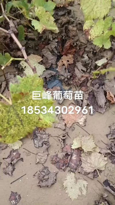 巨峰葡萄苗，一年扦插苗，苗圃基地直销！需要联系18534302961