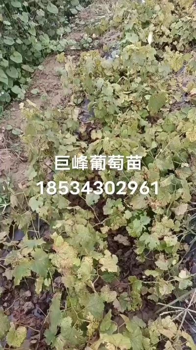 出售早熟巨峰葡萄苗。药用连翘苗，科研五号优质种苗，2/5年苗，药用连翘树，挂果树，全国包邮到家！财富密码18534302961