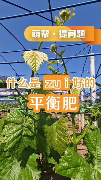 什么是最好的平衡肥