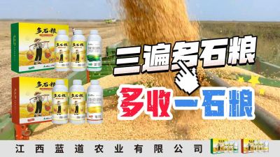 冬季种植，油菜，小麦，草莓等作物的，出现了除草剂药害，黄叶，僵苗，苗不长等问题，马上用多石粮，确保5天见到效果。