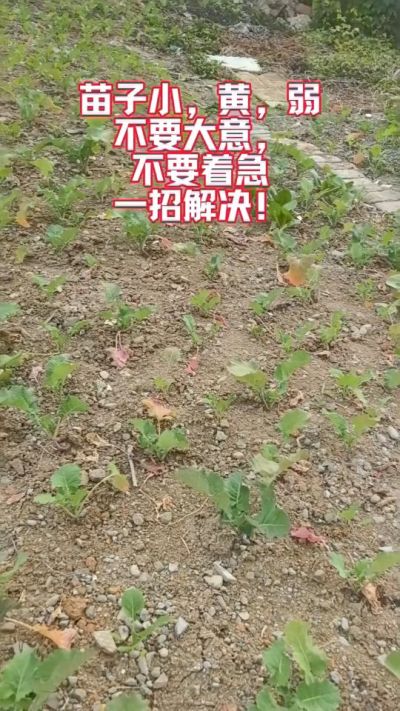油菜苗子弱苗子小，就用多石粮，5天见效果。