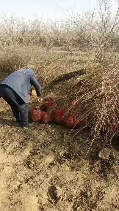 出售药用连翘苗，科研五号优质种苗，2/5年苗，药用连翘树，挂果树，全国包邮到家！财富密码18534302961出售药用连翘苗，科研五号优质种苗，2/5年苗，药用连翘树，挂果树，全国包邮到家！财富密码1