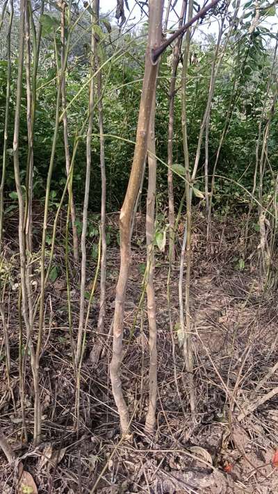 出售臭椿苗，巨峰葡萄苗。药用连翘苗，科研五号优质种苗，2/5年苗，药用连翘树，挂果树，全国包邮到家！财富密码18534302961