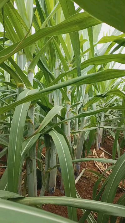 广西黑皮果蔗，从苗期到生长期全过程，高度，叶子长式