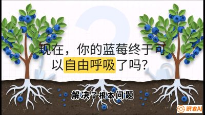 第3节：别把树&ldquo;憋死&rdquo;&mdash;&mdash;正确的定植与换盆手法,   课程：《蓝莓&ldquo;高产&rdquo;实战课：从选苗到丰收的10个关键点》