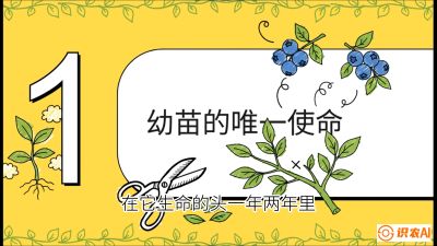 第6节：修剪决定产量（上）&mdash;&mdash;幼苗期与生长期修剪， 课程：《蓝莓&ldquo;高产&rdquo;实战课：从选苗到丰收的10个关键点》