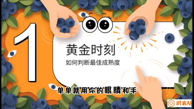 第10节：完美的&ldquo;果粉&rdquo;&mdash;&mdash;采摘时机与保鲜， 课程：《蓝莓&ldquo;高产&rdquo;实战课：从选苗到丰收的10个关键点》