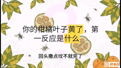 第一节：保命生死线&mdash;&mdash;黄龙病与木虱，课程：《柑橘十大病虫害：从入门到精通》