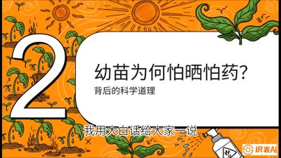 第02节：幼树管理&mdash;&mdash;&ldquo;防晒又防草，树势起得早&rdquo;，课程：《槟榔种植：从不懂到精通的10堂必修课》