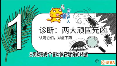 第06节：顽固虫害防治&mdash;&mdash;&ldquo;钻心虫与红蜘蛛，打准时间才服输&rdquo;《槟榔种植：从不懂到精通的10堂必修课》