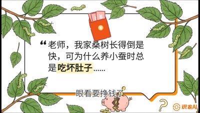第01节：不仅仅是树&mdash;&mdash;顶级品种选配策略，课程：《桑海淘金：桑树高产与蚕桑安全进阶实战课》