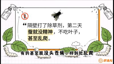 第05节：养蚕人的&ldquo;排雷战&rdquo;&mdash;&mdash;除草剂的生死禁忌，课程：《桑海淘金：桑树高产与蚕桑安全进阶实战课》