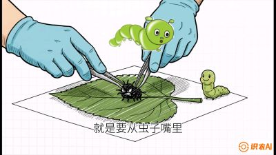 第07节：虫口夺叶（下）&mdash;&mdash;不得不打药时的&ldquo;解毒术&rdquo;，课程：《桑海淘金：桑树高产与蚕桑安全进阶实战课》