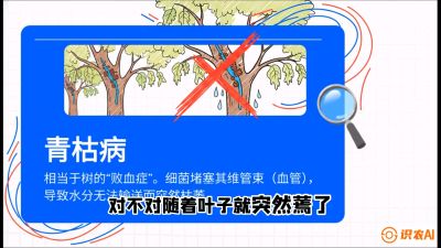 第08节：看不见的杀手&mdash;&mdash;青枯病与萎缩病，课程：《桑海淘金：桑树高产与蚕桑安全进阶实战课》