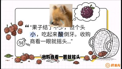 第10节：甜蜜的科学&mdash;&mdash;膨大、增甜与转色，课程：《桑海淘金：桑树高产与蚕桑安全进阶实战课》