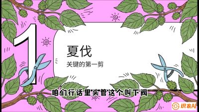 第11节：叶果双收&mdash;&mdash;特殊的夏伐与冬伐，课程：《桑海淘金：桑树高产与蚕桑安全进阶实战课》