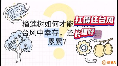 第四节：中国榴莲突围战：为生存重塑权型，抗台风矮化栽培与力学牵引，课程：《国产榴莲突围战：从泰国经验到中国实操的8堂必修课（高阶实战版）》