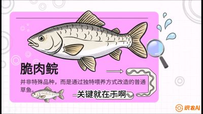 第六节：【老品升级&middot;脆肉鲩】如何让草鱼身价翻倍？，课程：《黄金鳞甲：2025中国淡水鱼高效养殖实战营》