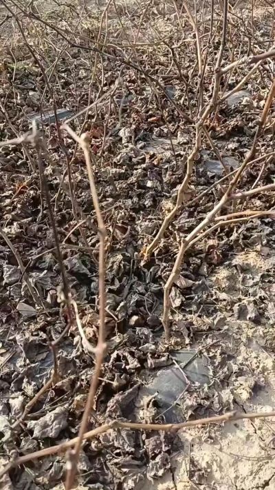 出售，巨峰葡萄苗。药用连翘苗，科研五号优质种苗，2/5年苗，药用连翘树，挂果树，全国包邮到家！财富密码18534302961