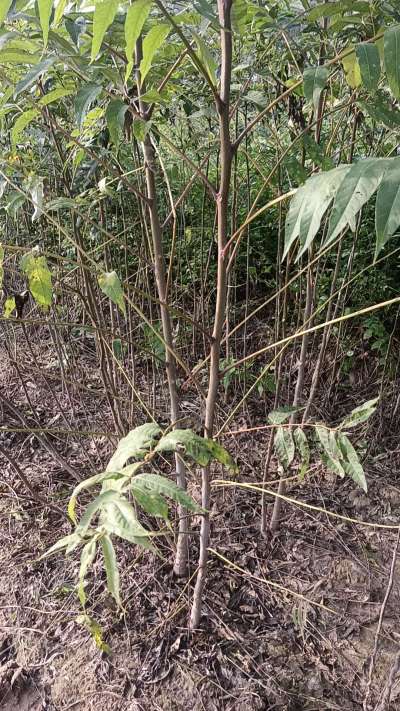 臭椿树苗，一年苗，需要联系我