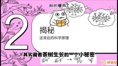 第04节（修剪篇）：树势复活术：从&ldquo;越剪越弱&rdquo;到&ldquo;枝繁叶茂&rdquo;的能量管理与夏秋茶逆袭，课程：《茶金时代：从&ldquo;看天吃饭&rdquo;到&ldquo;精准控局&rdquo;的茶叶高产提质实战课》