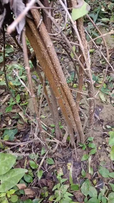 出售药用连翘苗，科研五号优质种苗，2/5年苗，药用连翘树，挂果树，全国包邮到家！财富密码18534302961出售药用连翘苗，科研五号优质种苗，2/5年苗，药用连翘树，挂果树，全国包邮到家！财富密码1