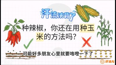 第1节：【品种定江山】工业辣椒vs小米辣：底肥公式与密度陷阱的&ldquo;百万生意经&rdquo;，课程：《辣椒种植实战特训营，从工业辣椒到精品小米辣，教你如何把&ldquo;草&rdquo;种成&ldquo;金&rdquo;》