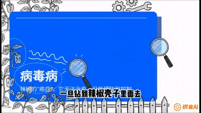 第5节：【病毒病阻击】辣椒的&ldquo;癌症&rdquo;怎么治？从&ldquo;绝收恐慌&rdquo;到&ldquo;带毒生产&rdquo;的逆转术，课程：《辣椒种植实战特训营，从工业辣椒到精品小米辣，教你如何把&ldquo;草&rdquo;种成&ldquo;金&rdquo;》