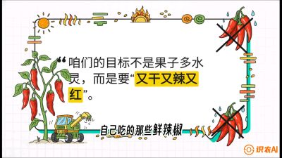 第7节：【工业辣椒专场】追求极致辣度！干物质提升与机械化采收的&ldquo;催红秘籍&rdquo;，课程：《辣椒种植实战特训营，从工业辣椒到精品小米辣，教你如何把&ldquo;草&rdquo;种成&ldquo;金&rdquo;》