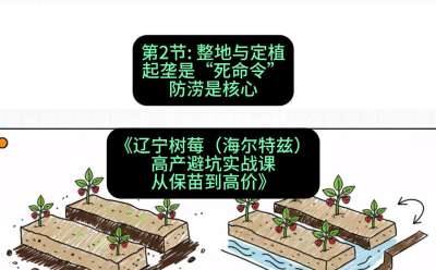 第二节： 整地与定植&mdash;&mdash;起垄是&ldquo;死命令&rdquo;，防涝是核心，课程：《辽宁树莓（海尔特兹）高产避坑实战课：从保苗到高价》