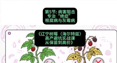 第五节： 病害阻击&mdash;&mdash;专治&ldquo;绝症&rdquo;根腐病与灰霉病，课程：《辽宁树莓（海尔特兹）高产避坑实战课：从保苗到高价》