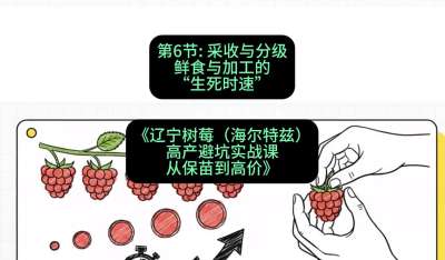 第六节： 采收与分级&mdash;&mdash;鲜食与加工的&ldquo;生死时速&rdquo;，课程：《辽宁树莓（海尔特兹）高产避坑实战课：从保苗到高价》