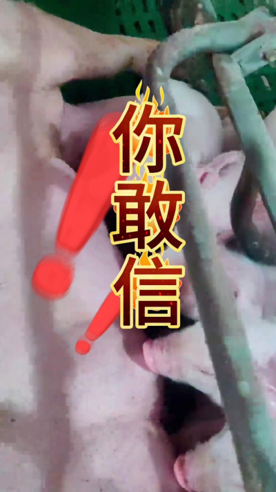 小猪抢不到奶，干瘦不长肉？成活率总上不去？😭
自从用上南商农科这款仔猪补奶机，再也没这烦恼！
✅ 一键设置下料参数，新手也能上手
✅ 恒温补奶，小猪抢着喝，长势超均匀
从车间精工组装到猪场落地使用，每
