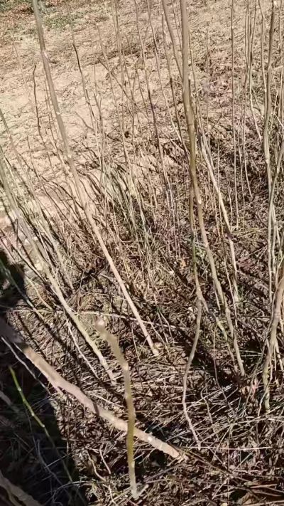 出售臭椿苗，巨峰葡萄苗。药用连翘苗，科研五号优质种苗，2/5年苗，药用连翘树，挂果树，全国包邮到家！财富密码18534302961