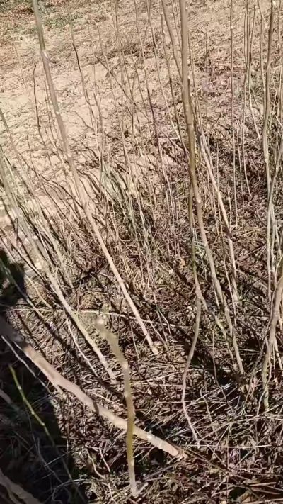 出售臭椿苗，巨峰葡萄苗。药用连翘苗，科研五号优质种苗，2/5年苗，药用连翘树，挂果树，全国包邮到家！财富密码18534302961