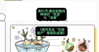 第01节：赢在起跑线&mdash;&mdash;种球的&ldquo;洗澡&rdquo;与&ldquo;消毒&rdquo;，课程：《卷丹百合&ldquo;无病高产&rdquo;植保实战课》#识农AI