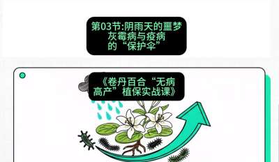 第03节：阴雨天的噩梦&mdash;&mdash;灰霉病与疫病的&ldquo;保护伞&rdquo;，课程：《卷丹百合&ldquo;无病高产&rdquo;植保实战课》#识农AI